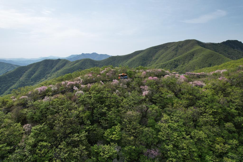 아름다운 대봉산 철쭉길 달리는 모노레일(2023.5.10.)