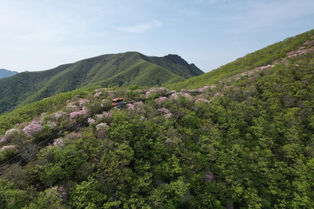 대봉산 모노레일 타고 산철쭉 구경 (2023.5.10.)