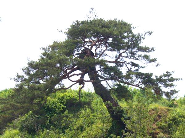 함양 개평리 소나무