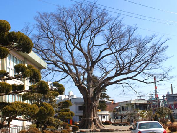 함양 학사루 느티나무