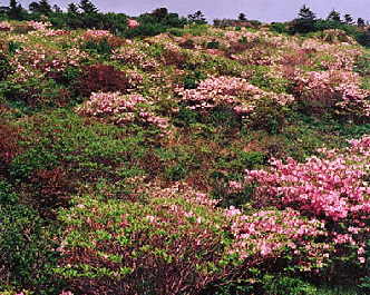Hoa đỗ quyên nở rộ ở Seeseokpyeongjeon