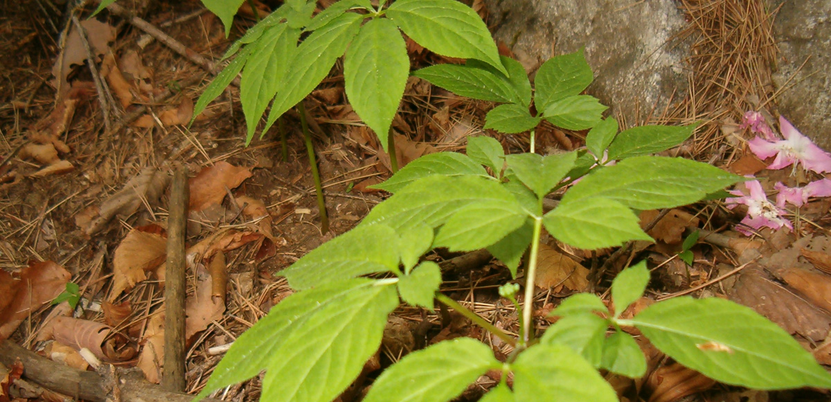 Wood-cultivated Ginseng