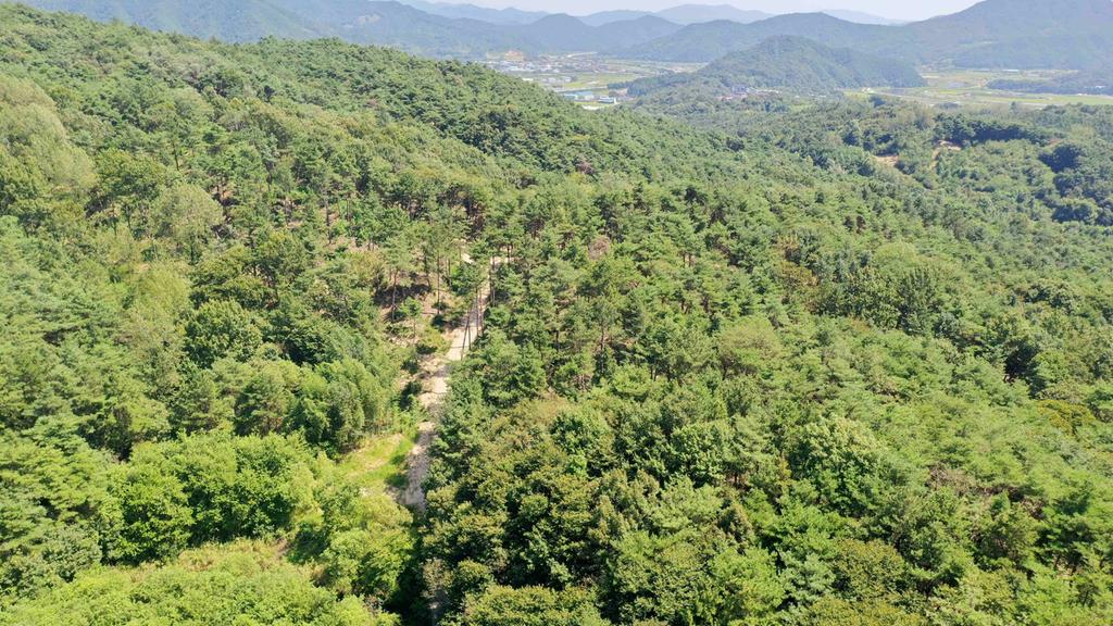 산불 예방 숲가꾸기 사업