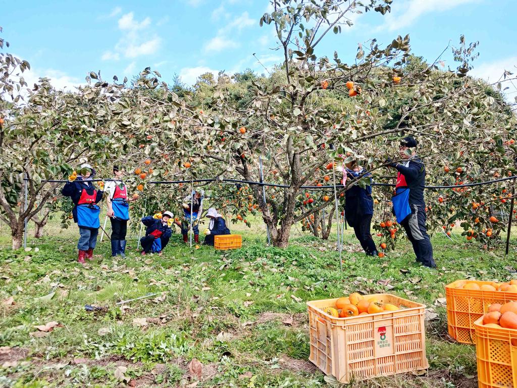 함양 지곡면 대봉감 수확철 맞아 농가 일손돕기 실시