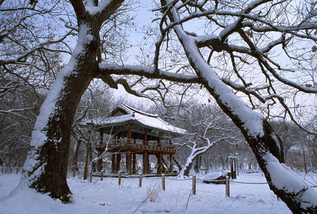 함양 상림 설경