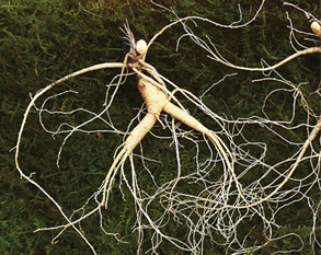 장뇌삼, 산양산삼, 산양삼 등의 이름으로 불렸는데 산림청에서 산양삼으로 통일