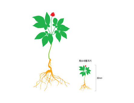 함양산삼 그래픽
