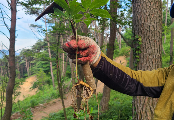 Simbadda! Anti-Aging Wild-Simulated Ginseng Digging (Healing Farm: Bamboo Forest)